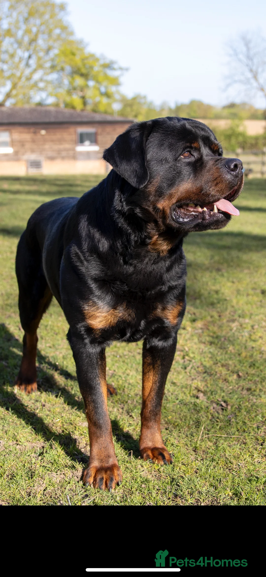 Rottweiler dogs for stud: Proven kc reg Health tested hip and elbow scored in Windsor - Advert 7