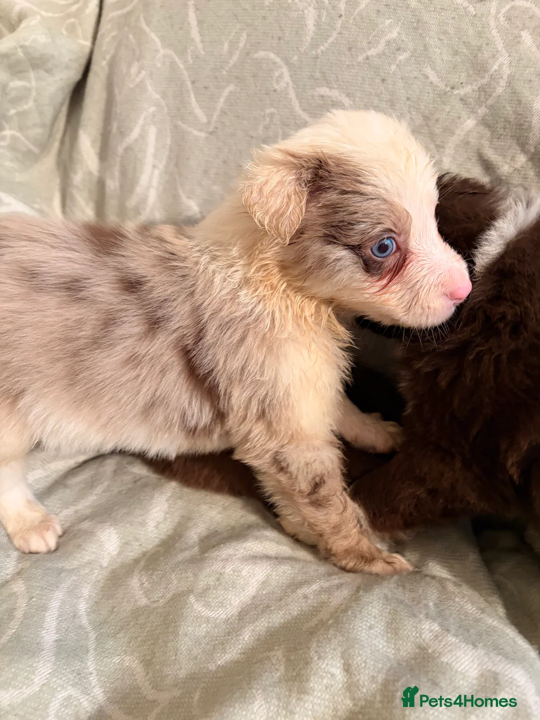 Border Collie dogs for sale: HEALTH TESTED CLEAR PARENTS BORDER COLLIE PUPS - Advert 14