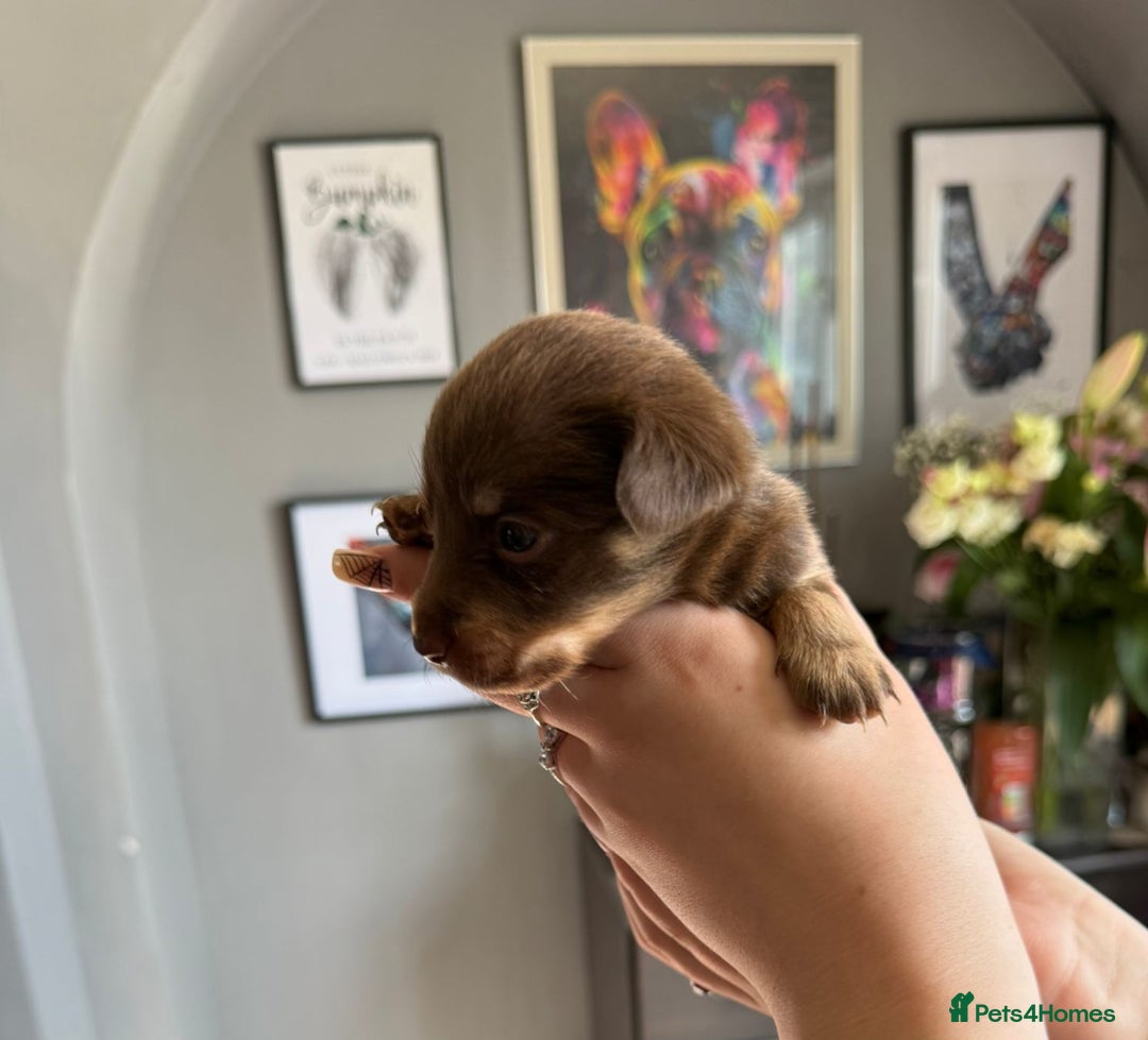 Mixed Breed dogs for sale: 9 beautiful dachshund cross poms - Image 11