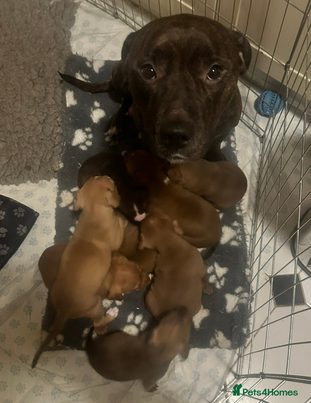 Mixed Breed dogs Gorgeous Female Puppy For Sale - Advert 1