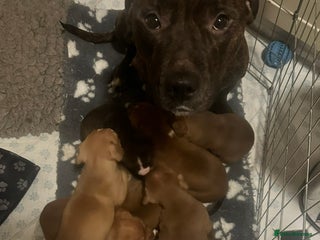 Mixed Breed dogs Gorgeous Female Puppy For Sale - Advert 1