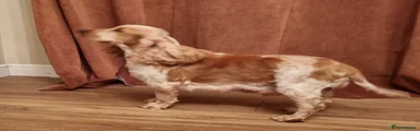 Cocker Spaniel 1