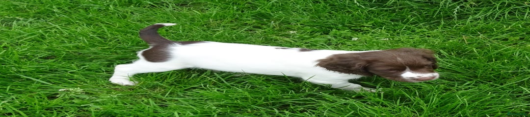 English Springer Spaniel Puppy 6