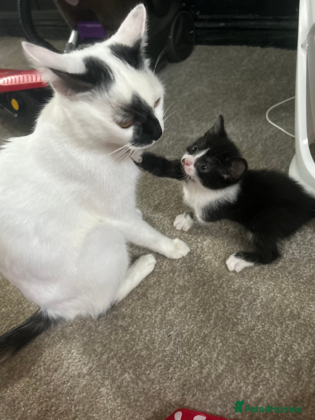 Mixed Breed cats for sale: Beautiful marking very fluffy  - Image 7