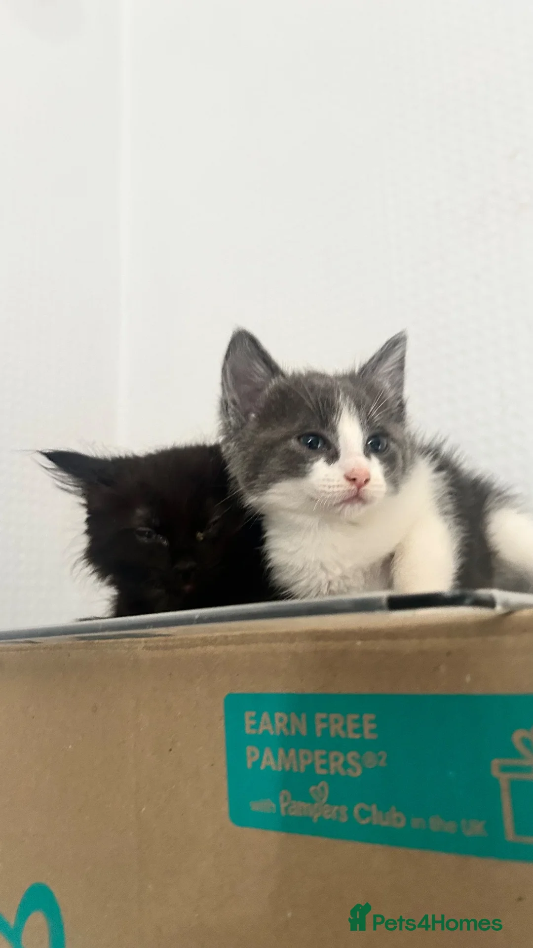 Ragdoll cats for sale: RAGDOLL X BSH KITTENS READY TO LEAVE 💓 - Advert 3