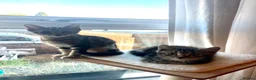 Domestic Shorthair cats for adoption: Ash & Etta, 4 month old kitten pair - Advert 10