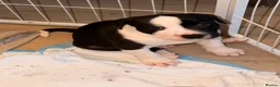 Staffordshire Bull Terrier dogs for sale: STUNNING CHUNKY STAFFY PUPPIES  - Advert 15