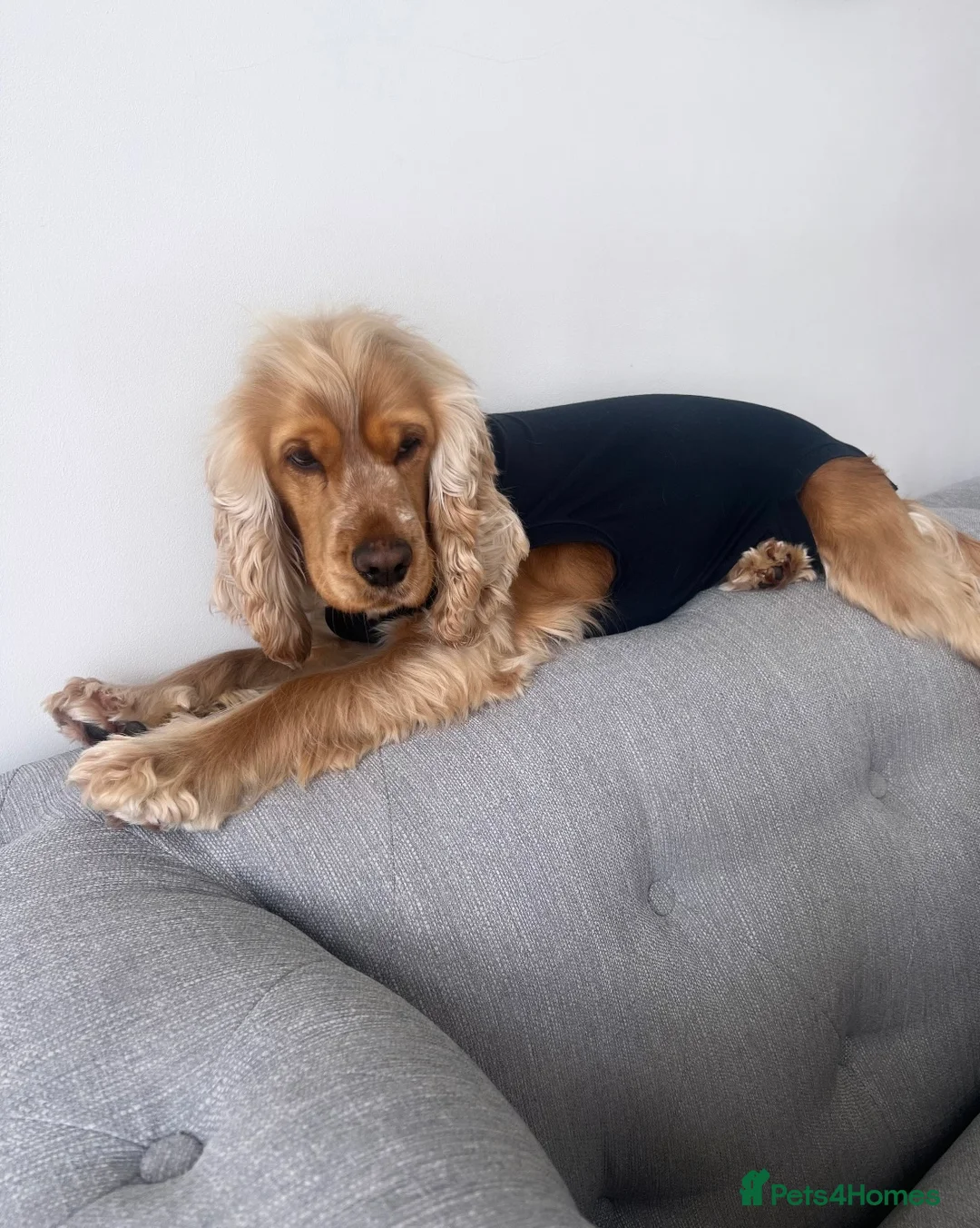 Cocker Spaniel dogs for sale: Ralph  - Advert 2