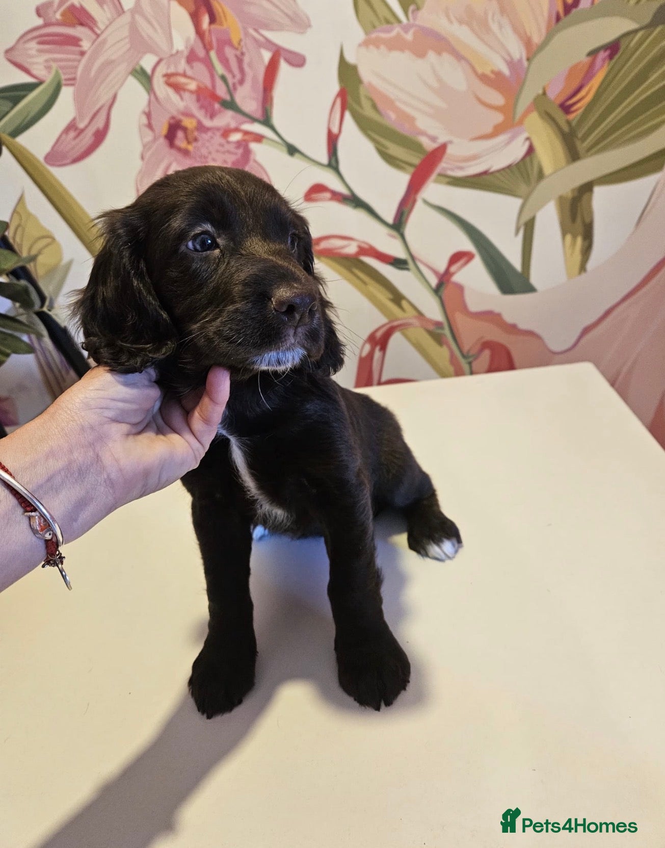 Cocker Spaniel dogs Ready to go open to sensible offers  - Advert 11