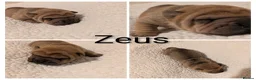 Shar Pei dogs for sale: Beautiful litter of Shar Pei Puppies  - Advert 11