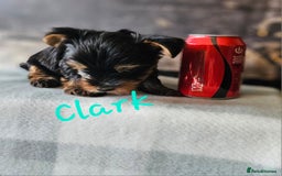 Yorkshire Terrier dogs for sale: miniature toy yorkie pups - Image 7