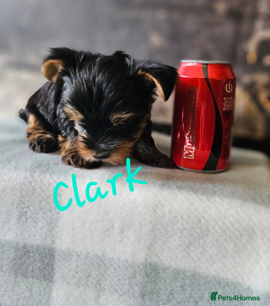 Yorkshire Terrier dogs for sale: miniature toy yorkie pups - Image 7
