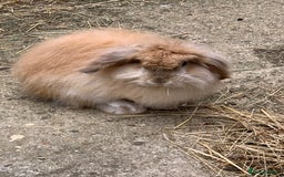 Angora rabbits for sale: Friendly spayed angora x located west sussex  - Image 2