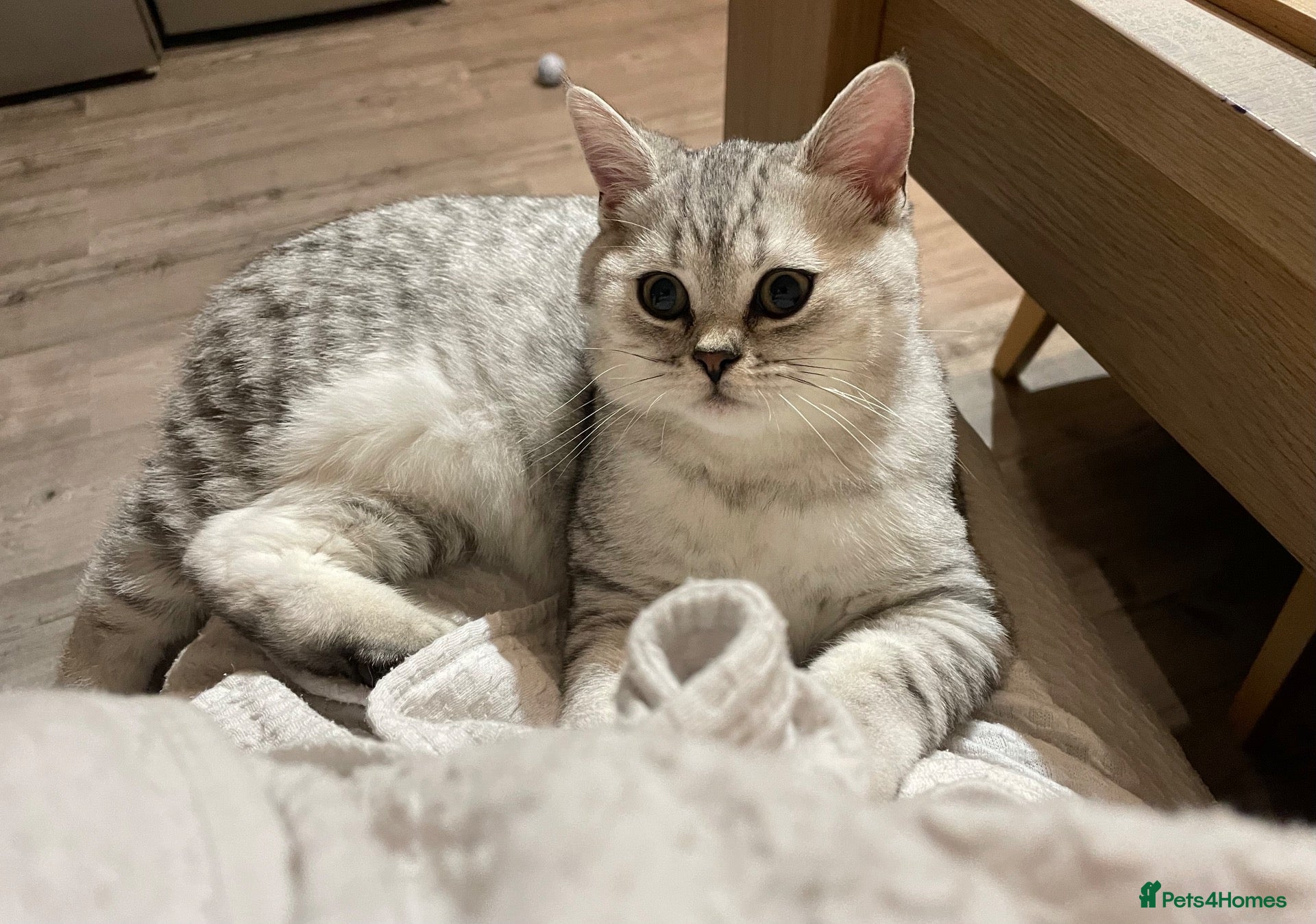 British Shorthair cats for sale: Super cuddly - Advert 2