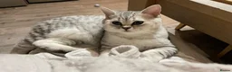 British Shorthair cats for sale: Super cuddly - Advert 2
