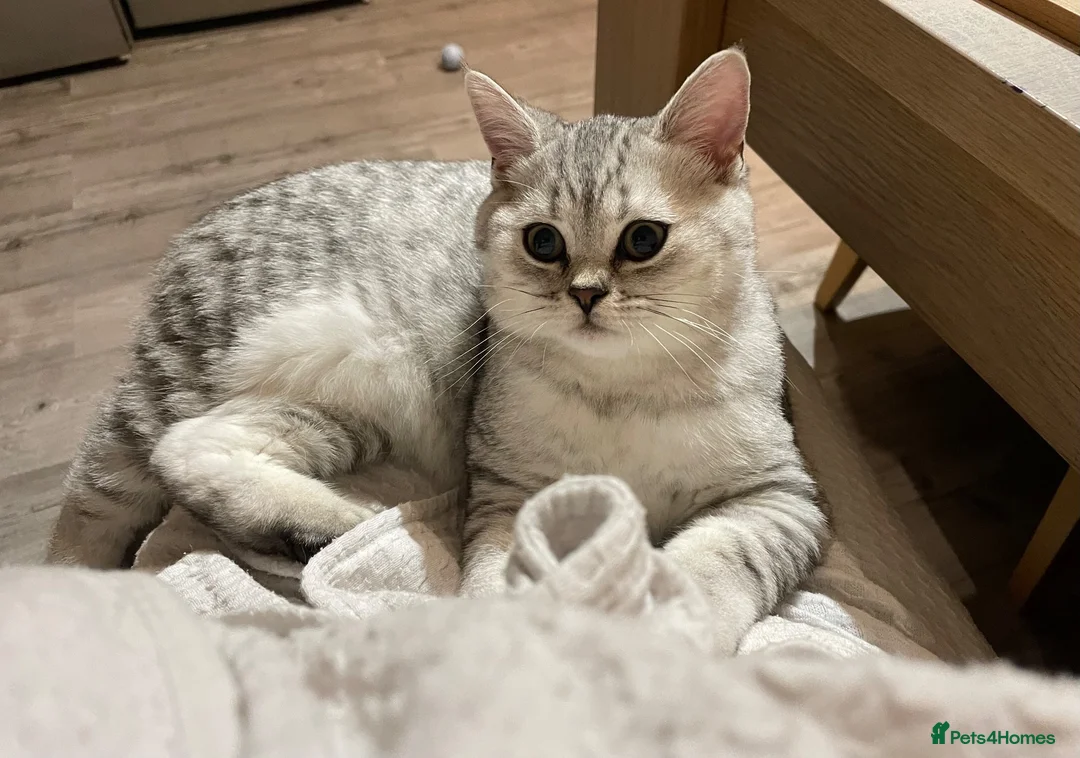 British Shorthair cats for sale: Super cuddly - Advert 2