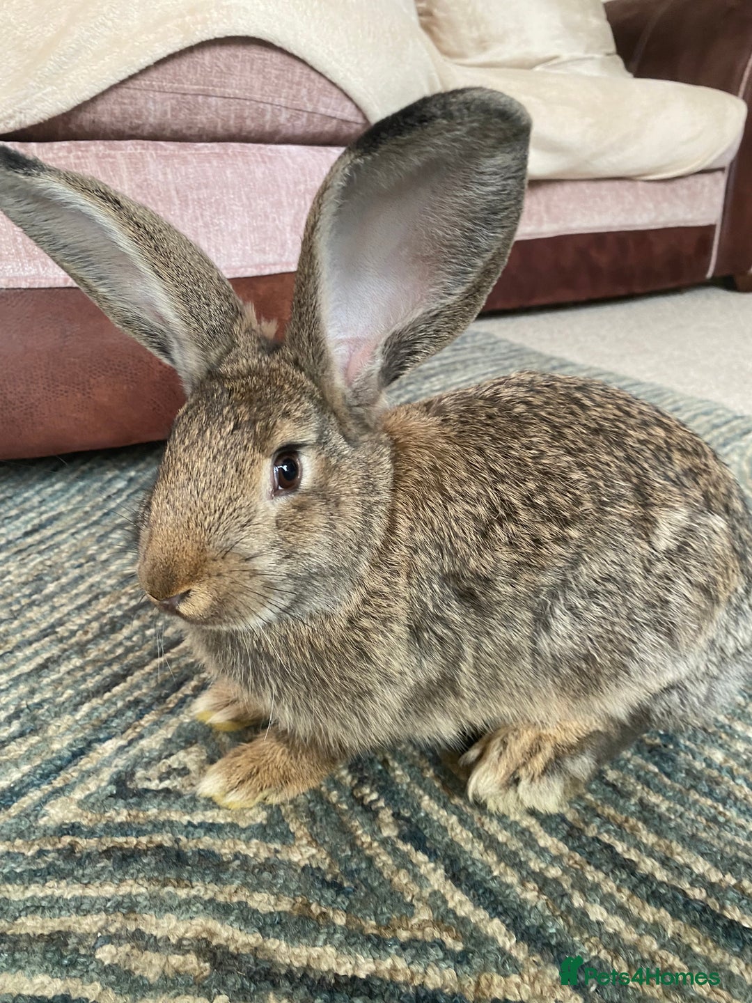 Continental Giant rabbits for sale: Continental giant rabbits  - Image 6