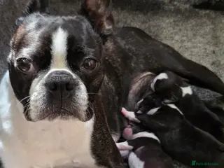 Boston Terrier dogs Last female Boston - Advert 2