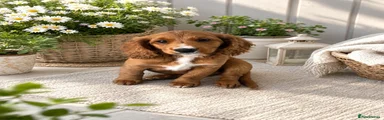 Cockapoo 1
