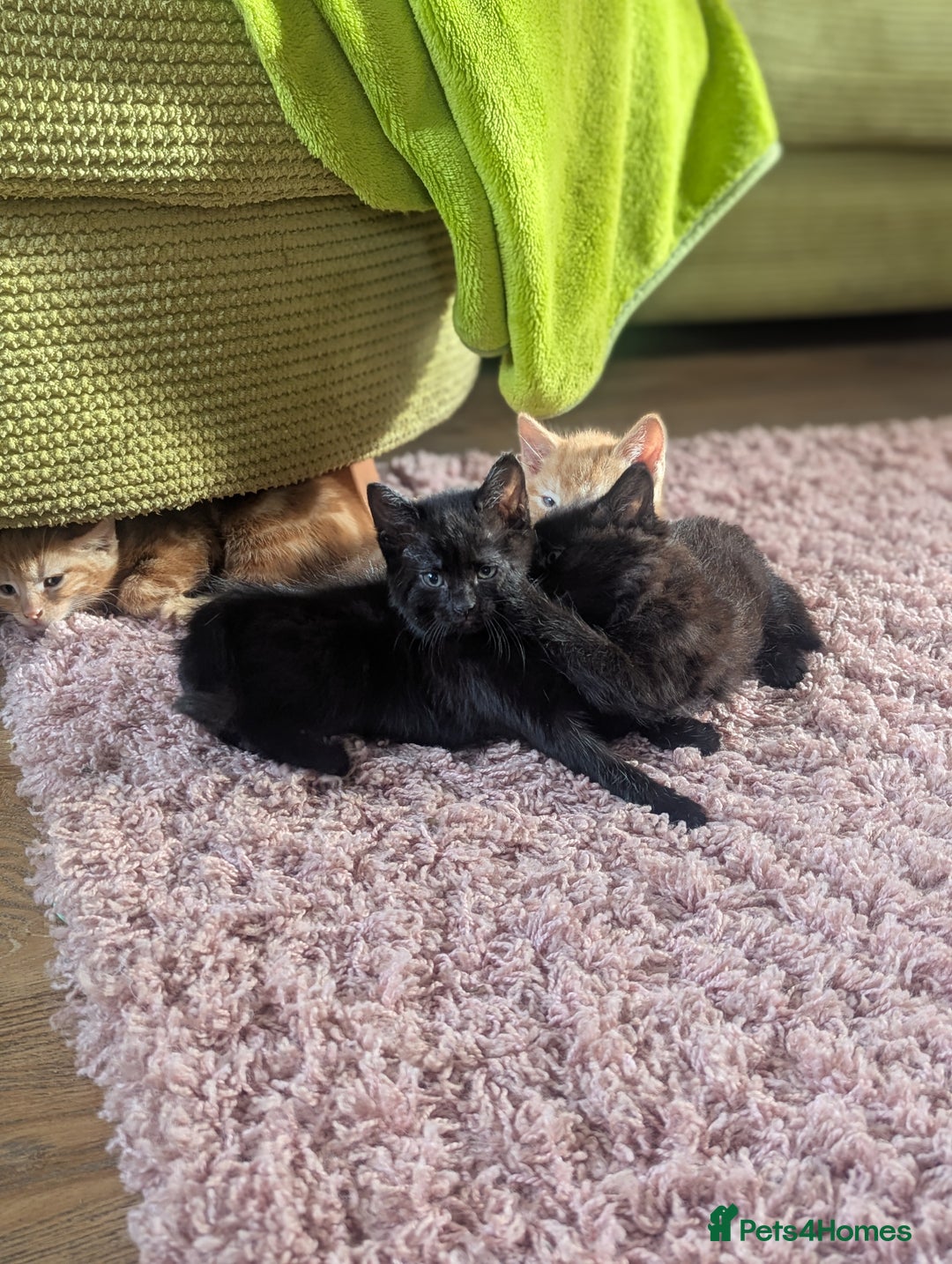 Domestic Shorthair cats for sale: Ready now  - Image 9