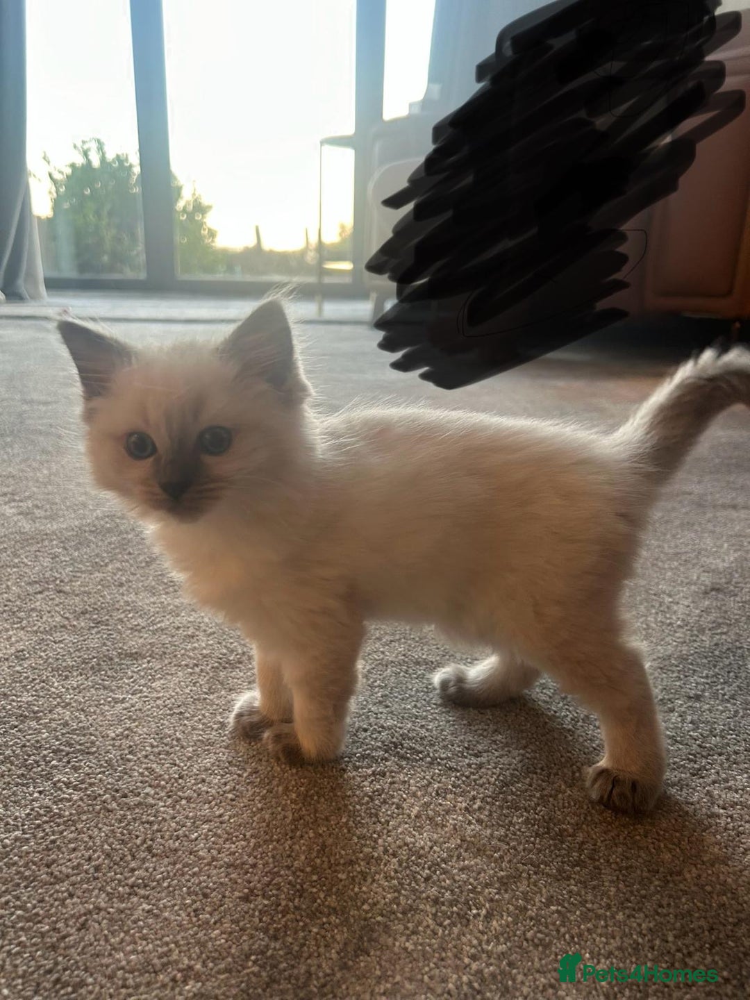 Ragdoll cats for sale: Ragdoll kittens for sale  - Image 3