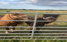Shetland pony horses for sale: Shetland ponys  - Image 9