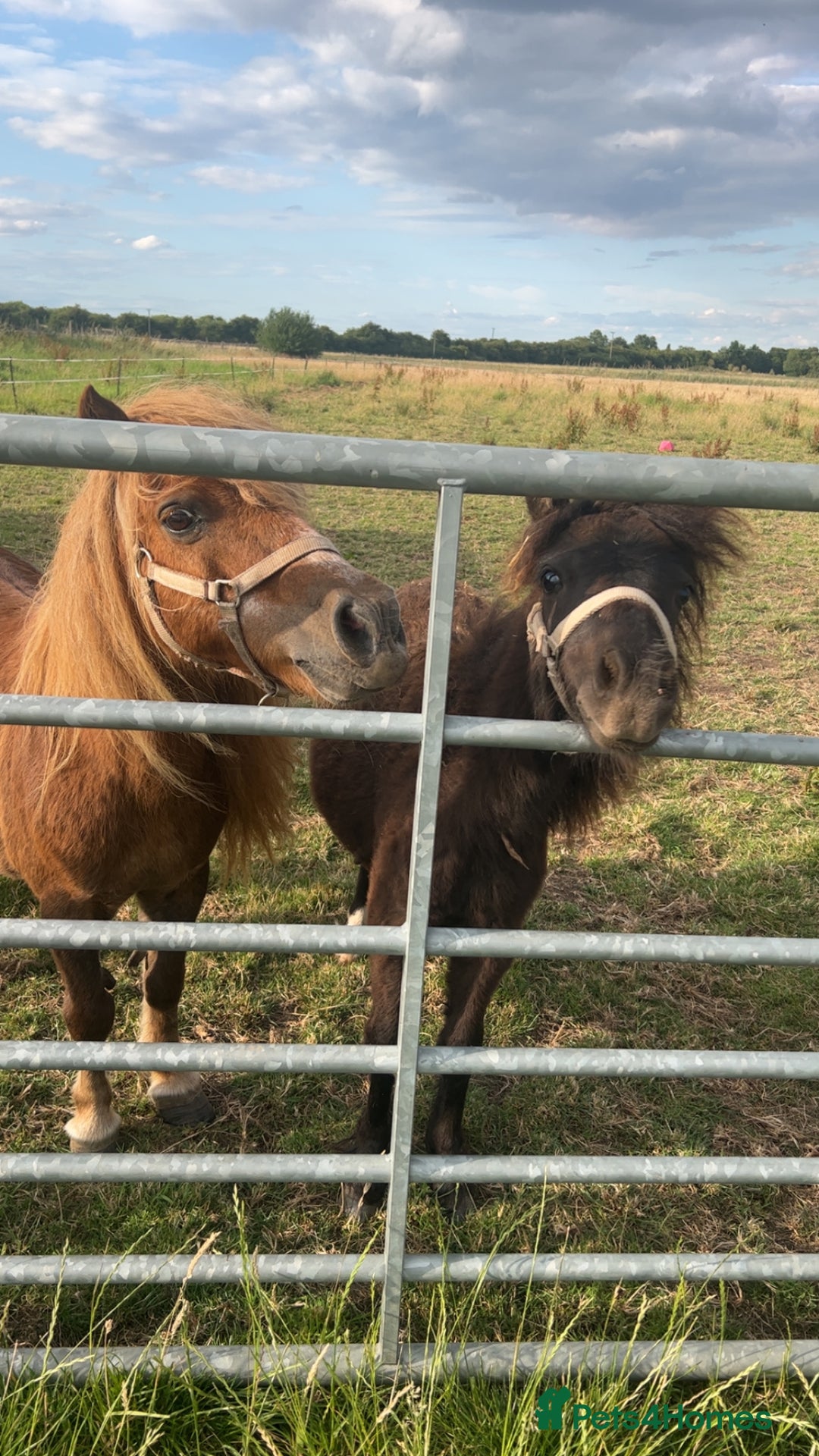 Shetland pony horses for sale: Shetland ponys  - Image 9