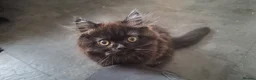Mixed Breed cats for sale: Beautiful Black Ragdoll x Persian Kitten Ready Now - Advert 7