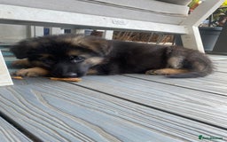 German Shepherd dogs for sale: KC Reg. Amazing Beautiful Girls Awaiting A Home ❤️ - Image 4