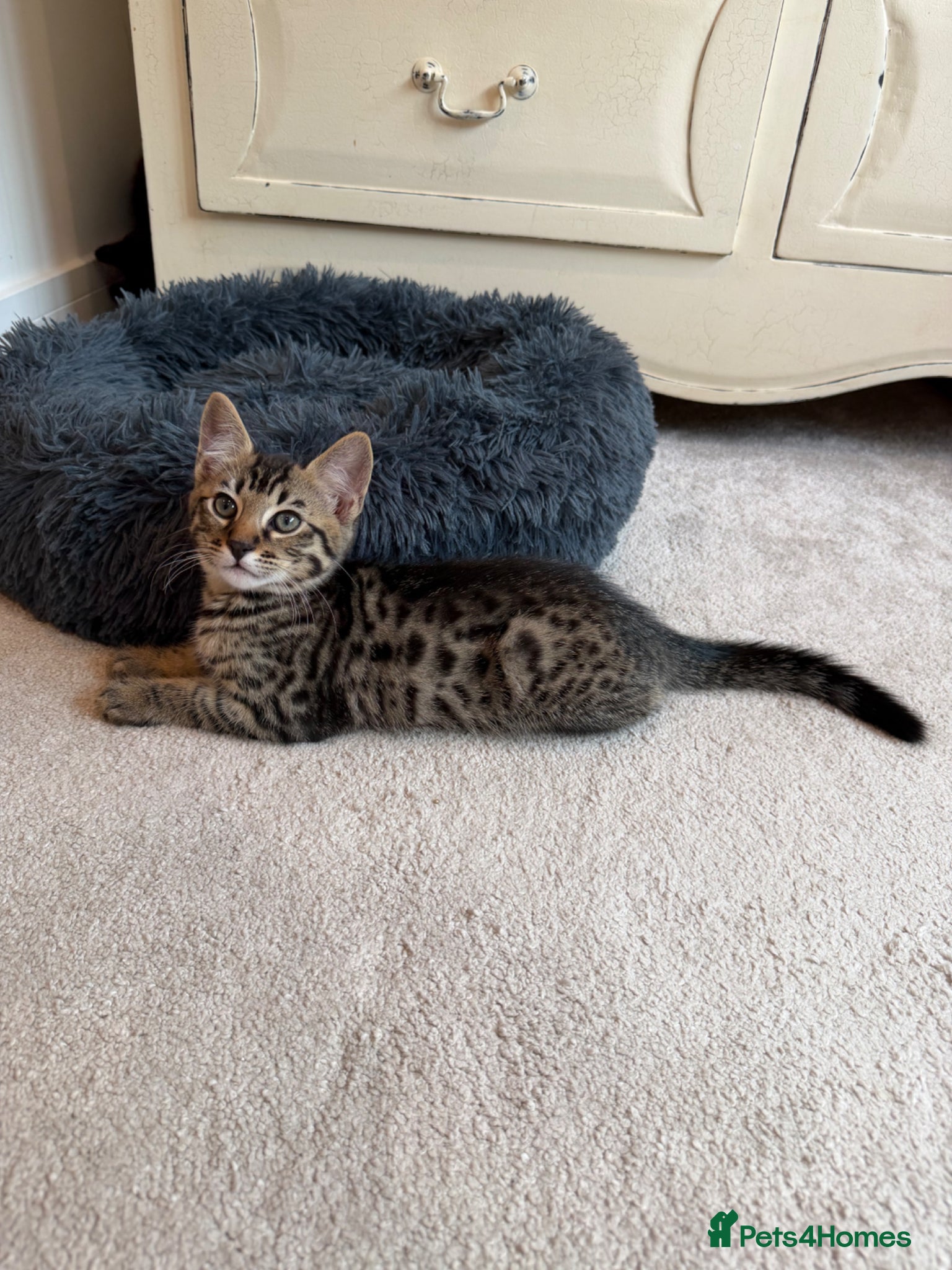 Bengal cats Beautiful Bengal Kittens - Advert 14
