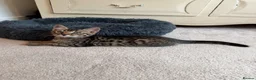 Bengal cats for sale: Beautiful Bengal Kittens - Advert 3