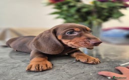 Dachshund dogs for sale: READY TO LEAVE Miniature dachshund puppies PRA CLR - Image 15