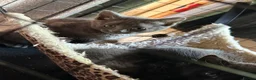 Mixed Breed cats for sale: Persian x Siamese kittens READY TO LEAVE  in Crickhowell - Advert 5