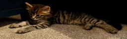 Maine Coon cats for sale: Maine coon x bengal x russian blue mixed litter - Advert 8
