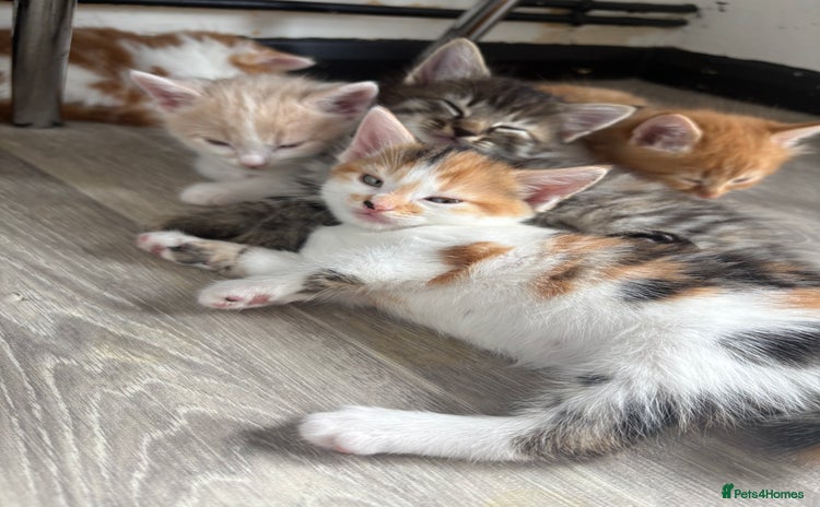 Bengal cats - Advert 1