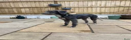 Lurcher dogs for sale: 6 month old female Lurcher  - Advert 4