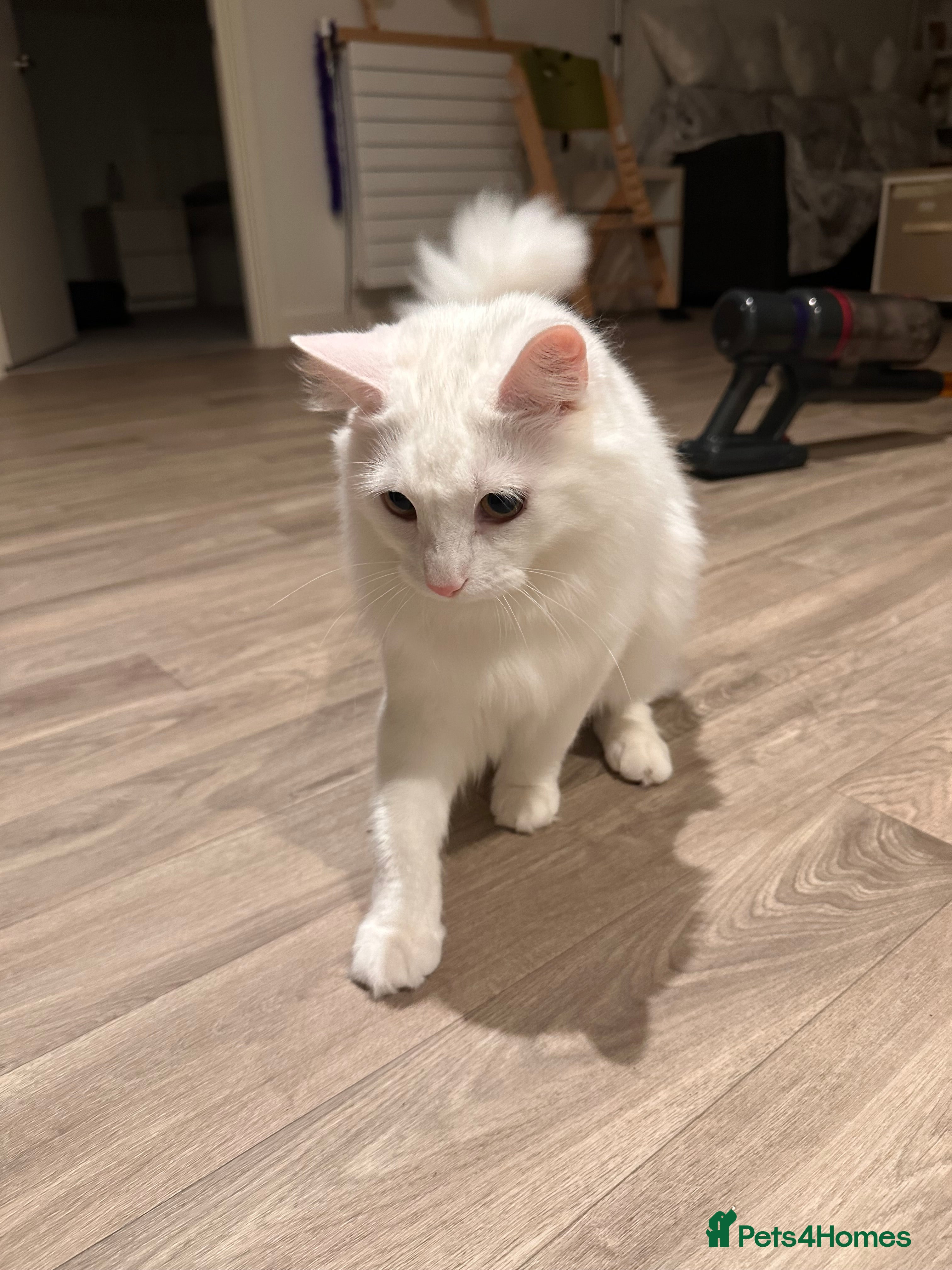 Turkish Angora cats Casper needs a new family  - Advert 1