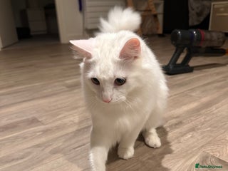 Turkish Angora cats Casper needs a new family - Advert 1