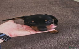 Dachshund dogs for sale: Last Gorgeous Playful Dachshund Pup – Ready to Go - Image 14