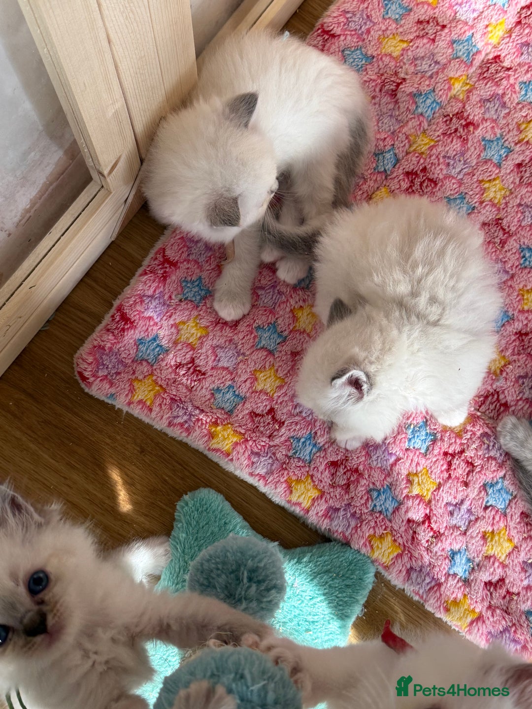 Ragdoll cats for sale: Gccf registered ragdoll kittens  - Image 5