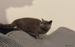 British Shorthair cats for sale: Female British shorthair  - Image 3