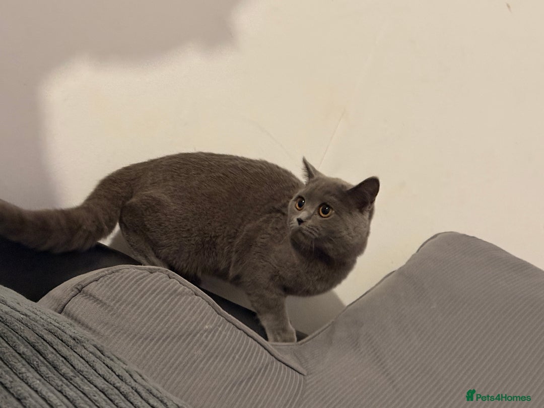 British Shorthair cats for sale: Female British shorthair  - Image 3
