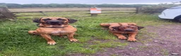 Rhodesian Ridgeback dogs for sale: Bred for beauty. Build and temperament. in Market Drayton - Advert 7