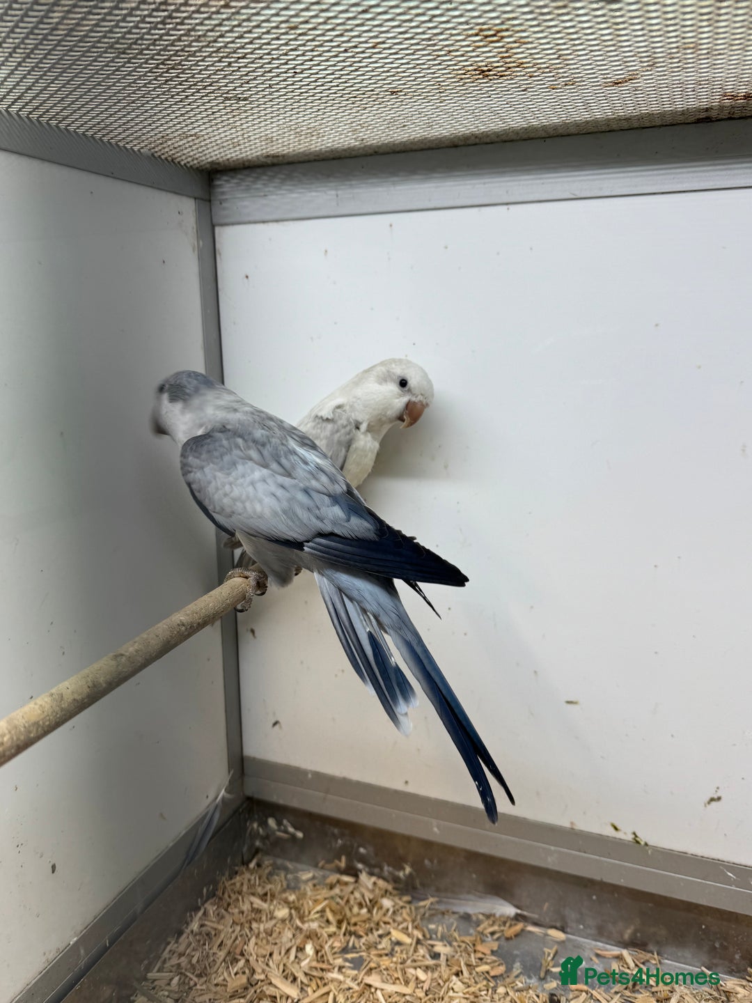 Mixed Breed birds for sale: mutation quakers - Advert 2