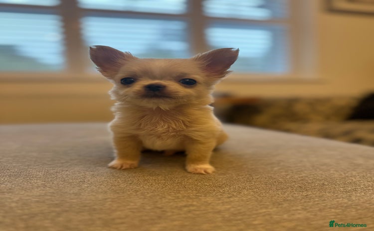 Chihuahua dogs - Advert 7