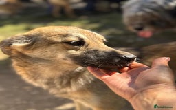 Mixed Breed dogs for adoption: EVIE - a Beautiful & Kind Girl, for a Loving Home - Image 15