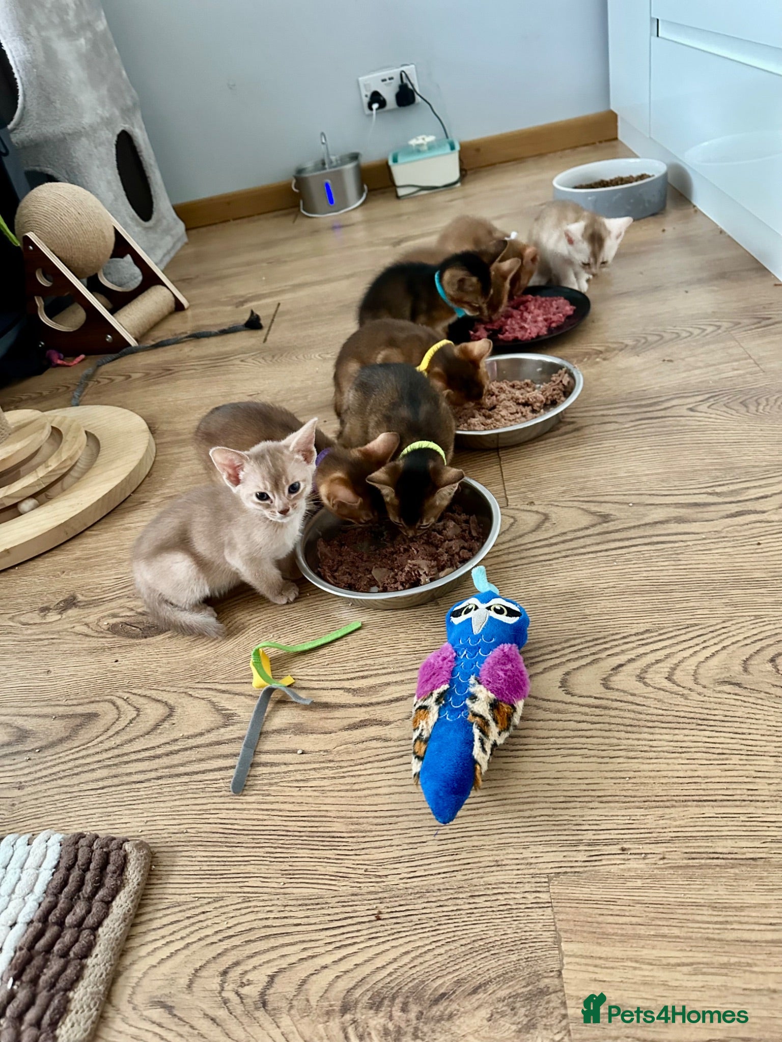 Abyssinian cats Abyssinian kittens  - Advert 2