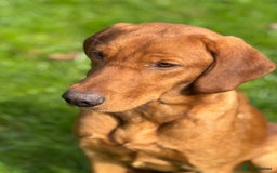 Labrador Retriever dogs for sale: Part-trained fox red Lab,FULLY HEALTH TEST PARENTS - Image 11