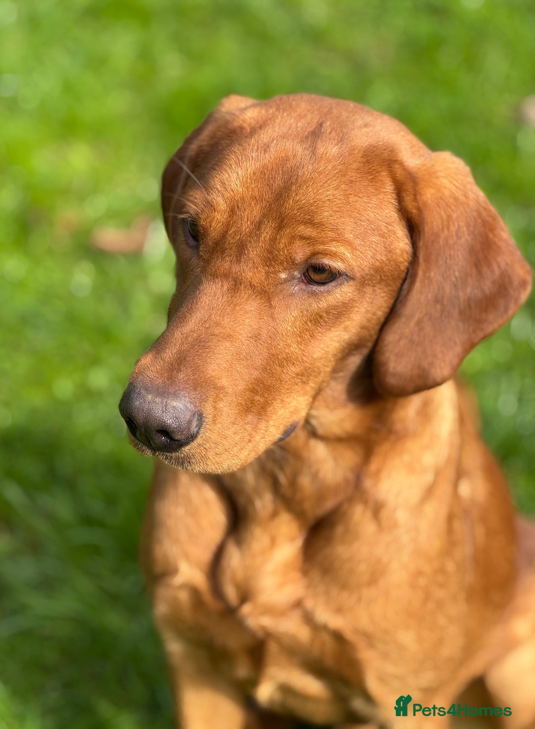 Labrador Retriever dogs for sale: Part-trained fox red Lab,FULLY HEALTH TEST PARENTS - Image 11