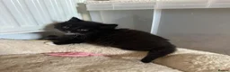 Scottish Fold cats for sale: Blue scottish fold/straight kittens - Advert 1